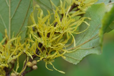 Hamamelis japonica - vilín japonský